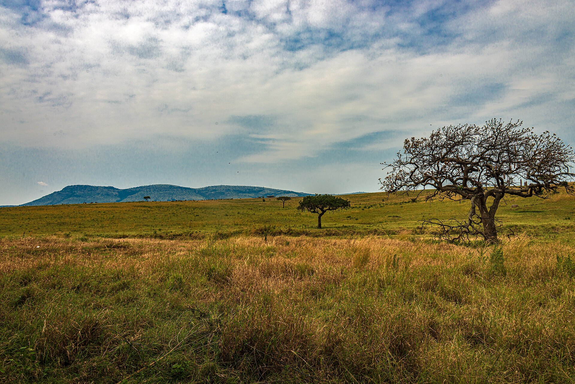 Wildlife on an African safari